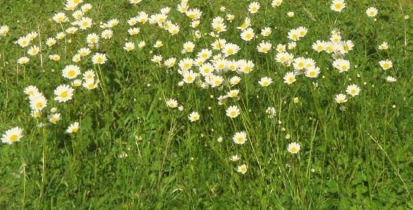 مبيت وإفطار Rosporden Les Pieds Dans L'Herbe المظهر الخارجي الصورة